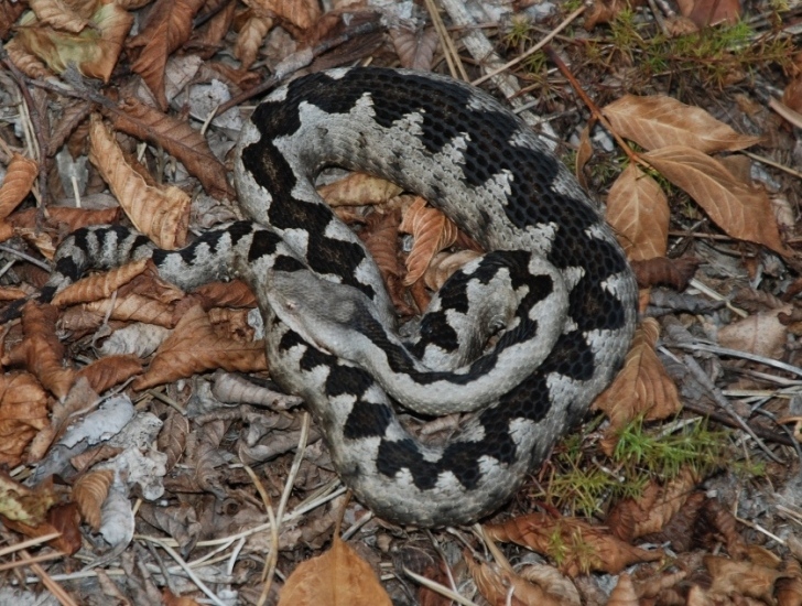 Vipera da identificare